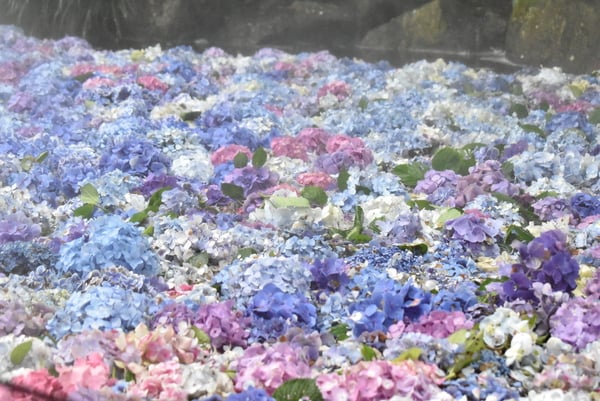 茨城県「雨引観音」で開催中のあじさい祭（水中花）へ | リビング