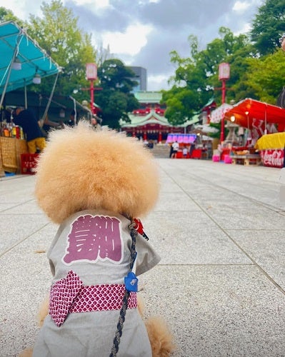 深川八幡祭り】6年振りの水かけ本祭り！神輿（みこし）担ぎに挑戦