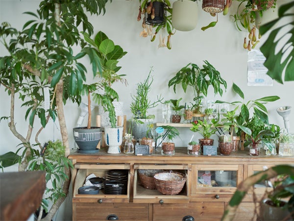 センスあふれる観葉植物を飾って暮らしに彩りを@Hachi green ＆ garden