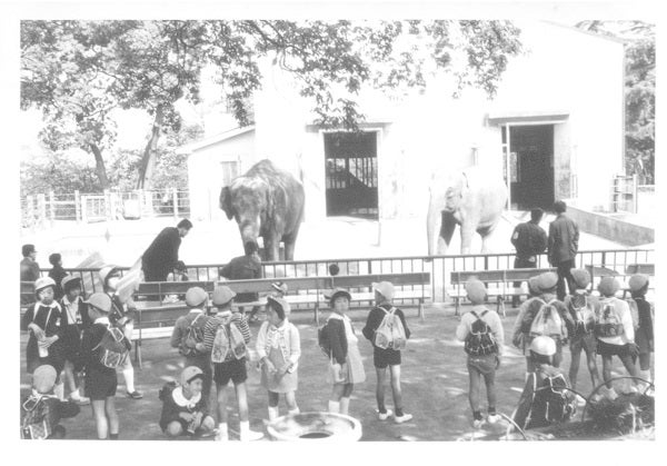 写真で見比べた！まちの今と昔】野毛山動物園のゾウ“はま子”はまちの中を歩いていた？ | リビング横浜Web