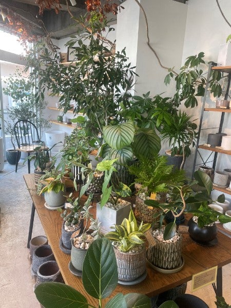 西区】きっと気に入る植物が見つかる癒し空間『foglia（フォーリア