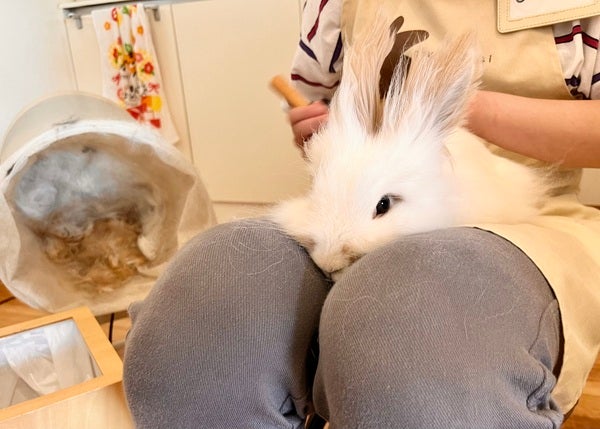 うさぎ好き集まれ！おやつやお手入れもぜひ焼津の専門店「ちゅらうさぎ