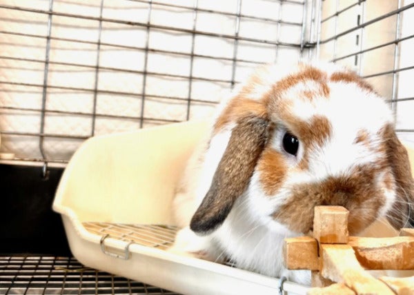 うさぎ好き集まれ！おやつやお手入れもぜひ焼津の専門店「ちゅらうさぎ