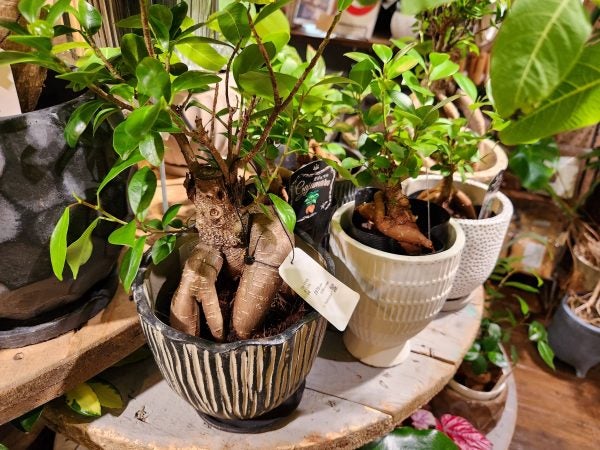 鹿児島市】荒田にニューオープン！おしゃれな観葉植物は「Renoplus+( 