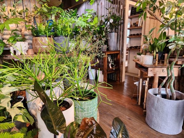 鹿児島市】荒田にニューオープン！おしゃれな観葉植物は「Renoplus+( 