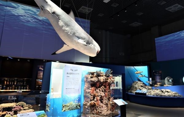 上野】国立科学博物館 特別展「海 ー生命のみなもとー」夏休みの自由