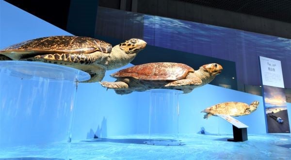 上野】国立科学博物館 特別展「海 ー生命のみなもとー」夏休みの自由