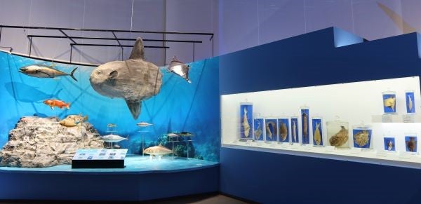 上野】国立科学博物館 特別展「海 ー生命のみなもとー」夏休みの自由