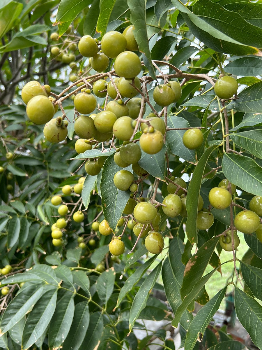 石鹸の木 安い 栽培