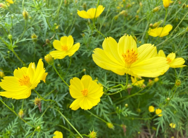 新正　ヒノトリ　コスモス ノビタキ＆コスモス | お出掛け＆写真撮ろうよ♪