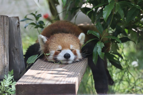 天王寺動物園×長居植物園コラボスタンプラリー」11月7日（火）～来年3