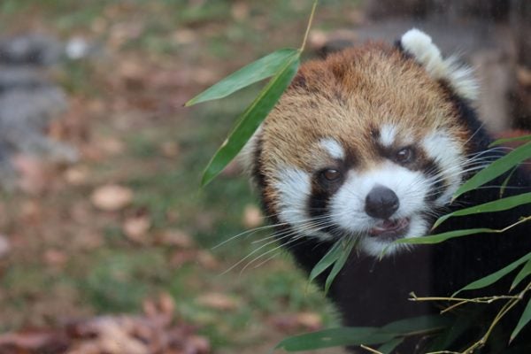 天王寺動物園×長居植物園コラボスタンプラリー」11月7日（火）～来年3