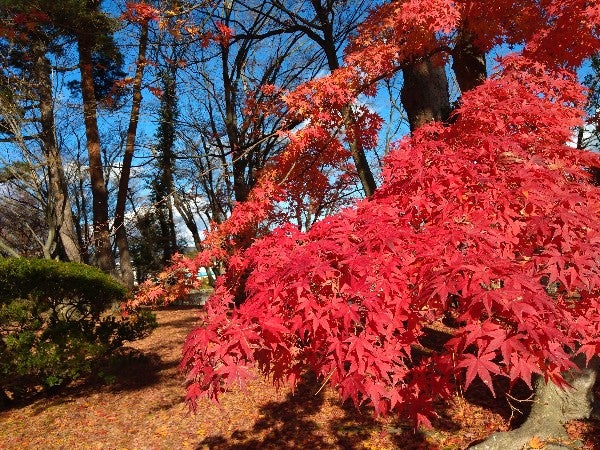 桑折町】真っ赤な紅葉に心癒されるひととき「陣屋の杜公園