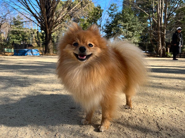 航空記念公園 ペット