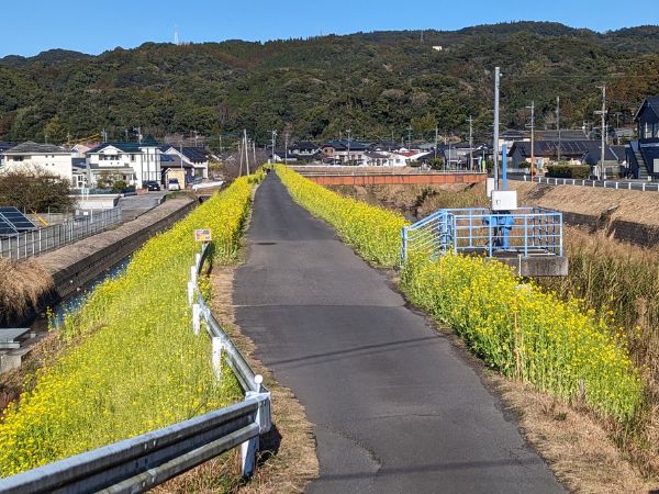 日木山川菜の花ロード
