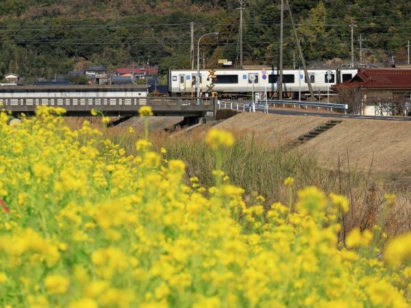 菜の花と列車