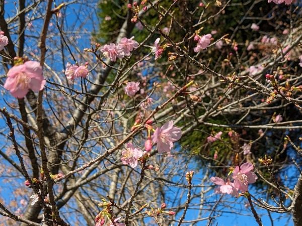 精矛神社の桜