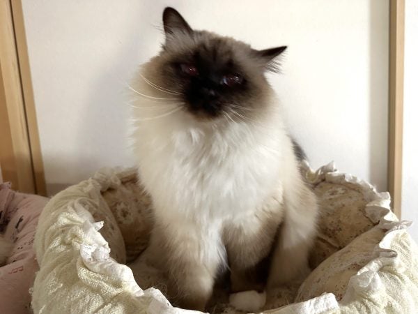 2月22日は猫の日】かわいいネコチャンを拝みたい！ ～幸せを呼ぶ猫