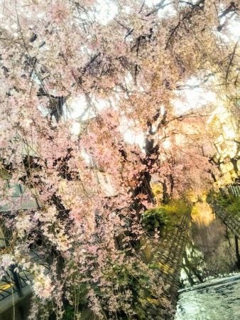 高津】笑顔が満開 二ヶ領用水桜並木 | リビング田園都市Web