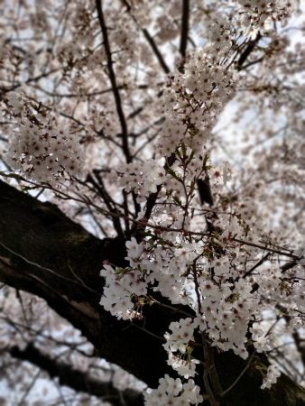 高津】笑顔が満開 二ヶ領用水桜並木 | リビング田園都市Web