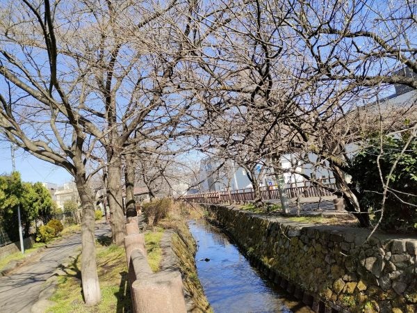 高津】笑顔が満開 二ヶ領用水桜並木 | リビング田園都市Web
