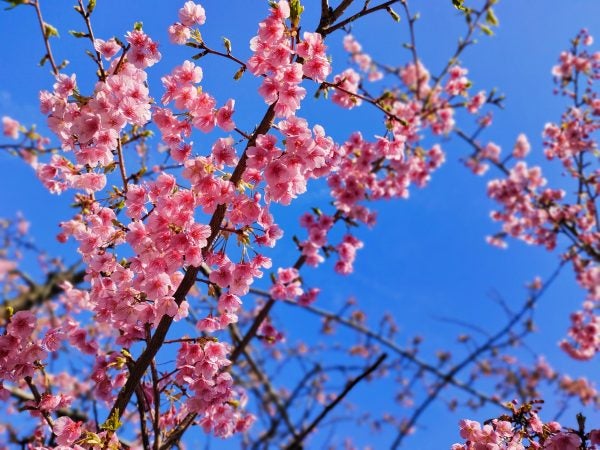 IMG_20240228_074627_copy_3000x