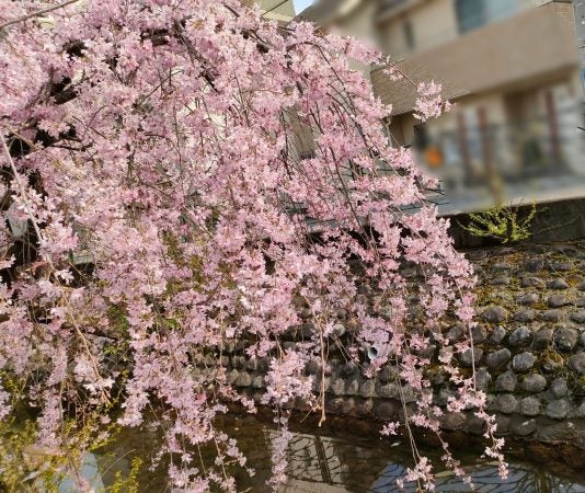 高津】笑顔が満開 二ヶ領用水桜並木 | リビング田園都市Web