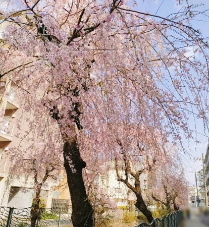 桜 Wade All City 12 Encore「桜」 × 1 24 - メルカリ