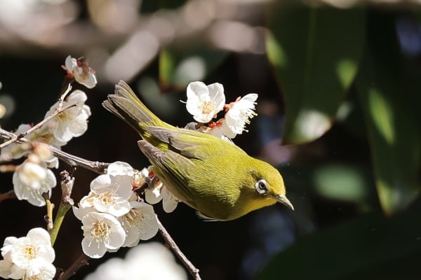 梅の枝にいるきれいな緑色の鳥は「メジロ」です！｜Madame MのCamera