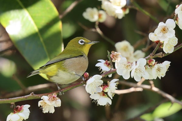 梅の枝にいるきれいな緑色の鳥は「メジロ」です！｜Madame MのCamera