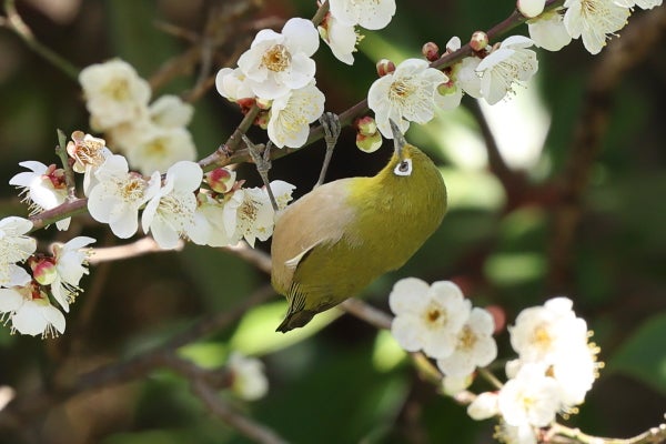 梅の枝にいるきれいな緑色の鳥は「メジロ」です！｜Madame MのCamera