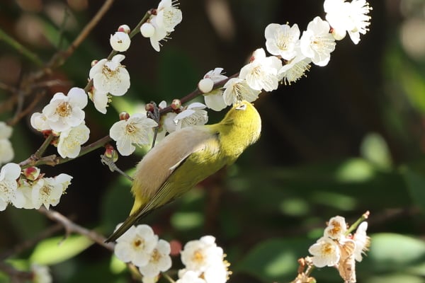 梅の枝にいるきれいな緑色の鳥は「メジロ」です！｜Madame MのCamera