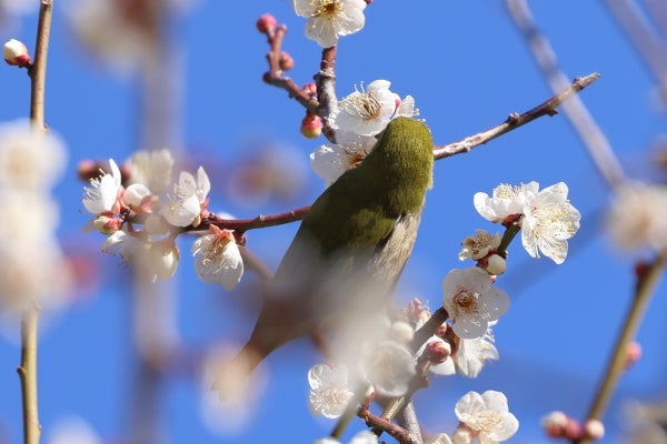 梅の枝にいるきれいな緑色の鳥は「メジロ」です！｜Madame MのCamera