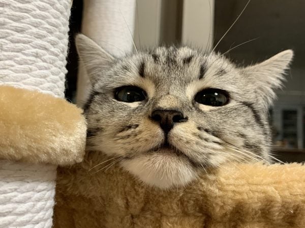 2月22日は猫の日】かわいいネコチャンを拝みたい！～総集編～｜特集