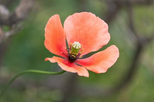 虞美人草とも呼ばれる「雛罌粟」は何と読む？ | リビングWeb