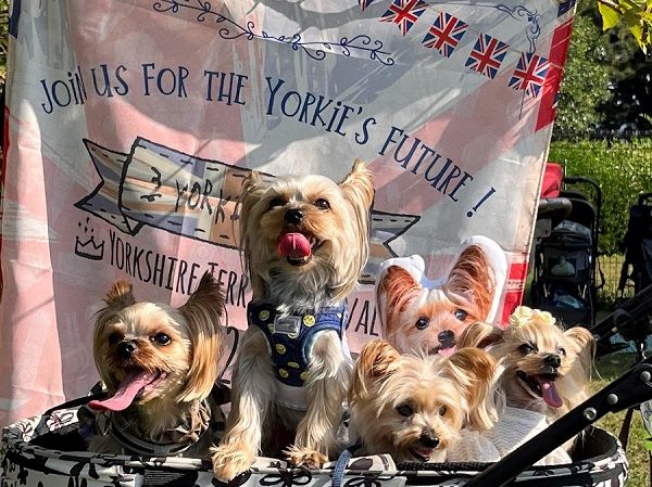 夢の島】犬種別イベント開催！「ヨーキーフェス」「プードルフェス」他