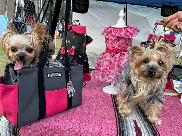 夢の島】犬種別イベント開催！「ヨーキーフェス」「プードルフェス」他
