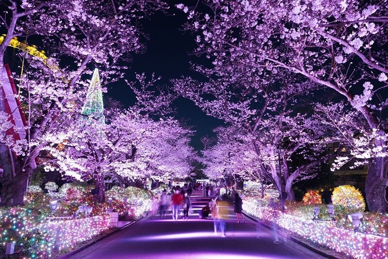 【時間指定不可】 国立・立川・高尾・稲城・羽村】桜シーズン到来！地元のお花見 その他