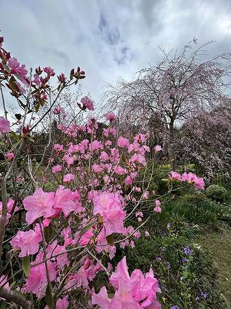 春を感じて！オープンガーデン「吉田ガーデン・ルリビタキの花園 ...