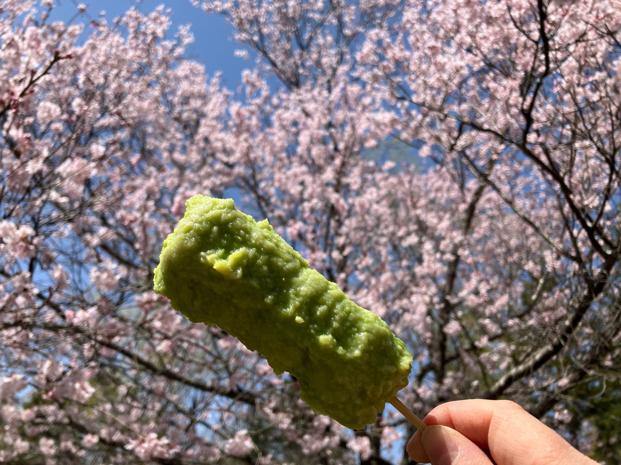 花より団子？」桜を愛でながらふんわりやわらかなお団子を食す「みどり