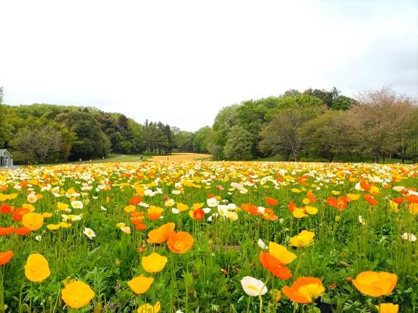 滑川町】約10万株のネモフィラが見頃！ 春の絶景が広がる国営武蔵丘陵森林公園へ | リビング埼玉Web