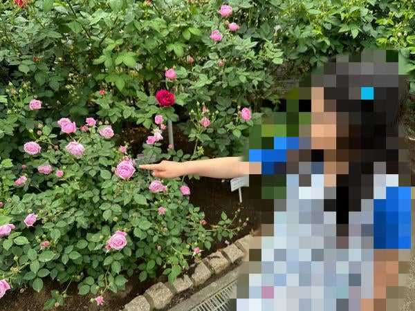 田無・西武柳沢】美しいバラで姫気分に「保谷町ローズガーデン