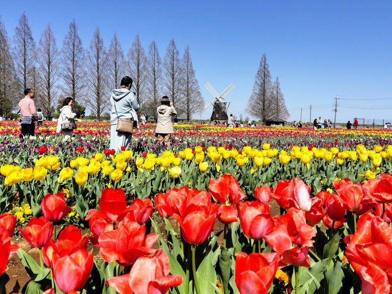 入園無料】16万本のチューリップが満開に！桜との競演も＠柏市あけぼの