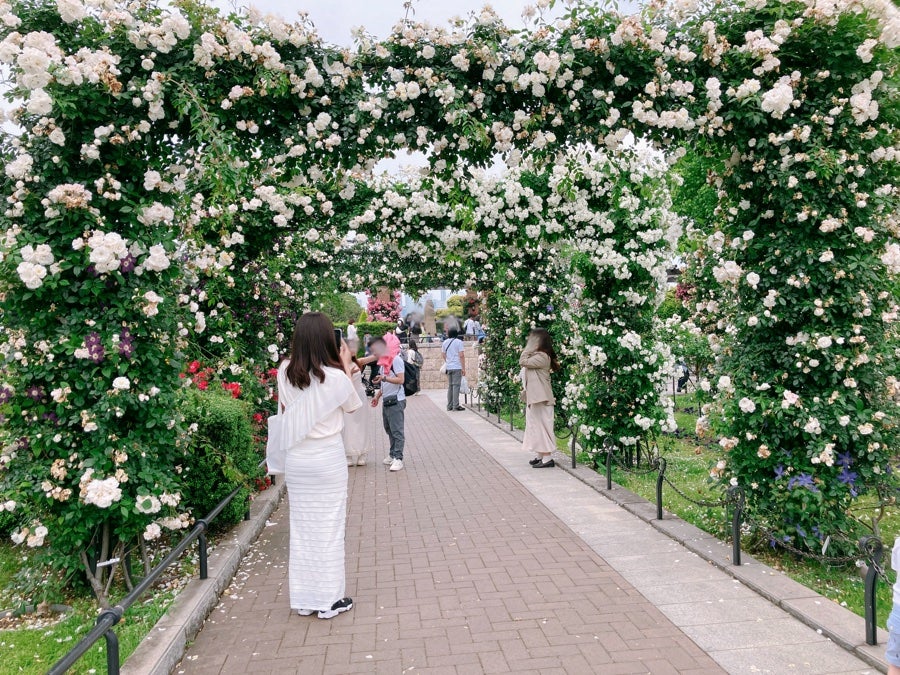 まとめて売りますバラ売り不可　 値下げyoungboyNBA 八重山ノイバラ/バラ苗-宿根草・山野草販売専門店-岩崎園芸ネットストア