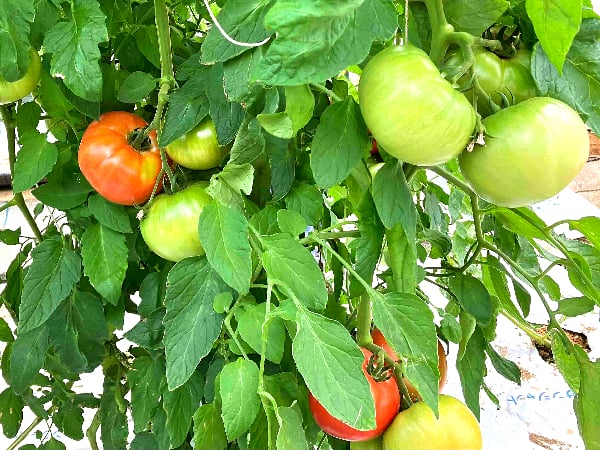 立花】行列のできるトマト農園「コテラトマト」に並んでみました
