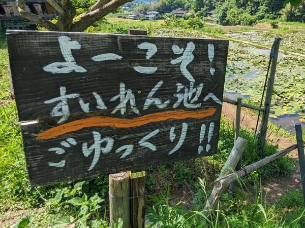 さつま町】絶景！紫尾山を望む「田原の棚田のスイレン」9月まで楽しめ