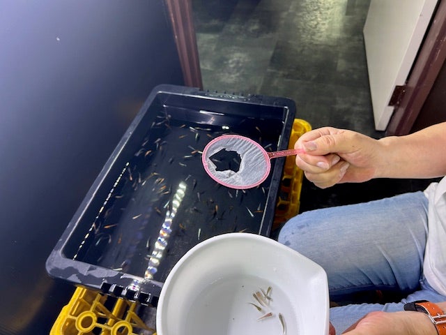 博多ちぇすめだか GEX メダカ元気 彩姫 成長用 100g めだか 餌 フード 嗜好性高成長