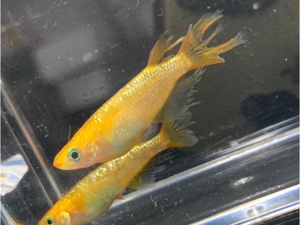 北九州市八幡西区】8月に黒崎で初のメダカフェス！メダカ掬いに挑戦し