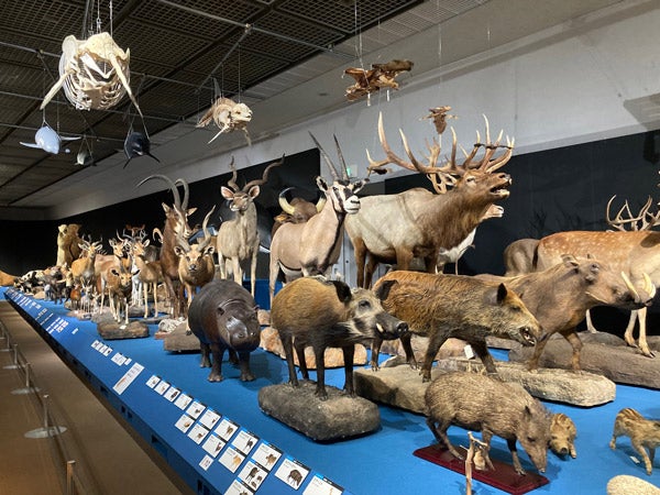 大哺乳類展　福岡　専用です 福岡市博物館九州初上陸！迫力の「大哺乳類展\u2015わけてつなげて大行進