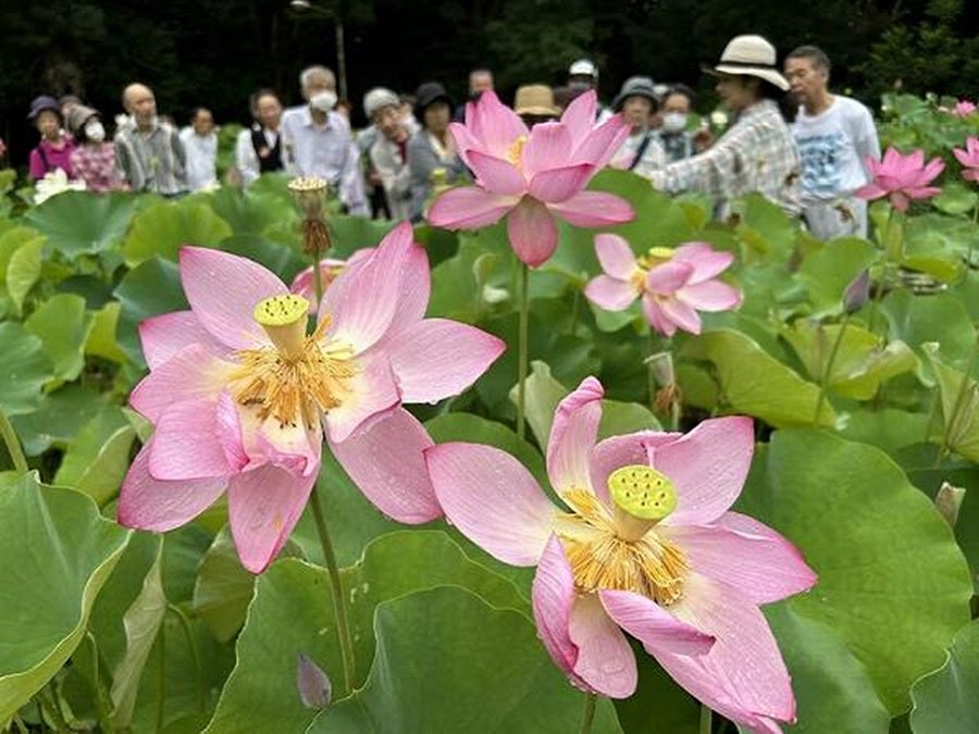 オオガハス発祥の地「検見川のハス品種見本園（東京大学旧緑地植物実験